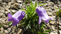 Campanula alpestris