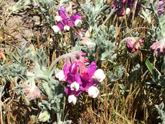 Lathyrus littoralis