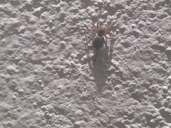 Mexigonus