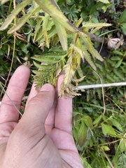 Pedicularis bracteosa