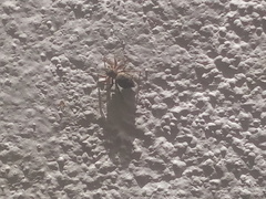 Mexigonus