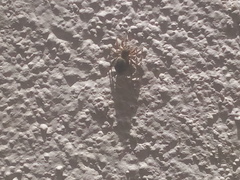 Mexigonus