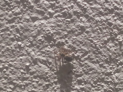 Mexigonus