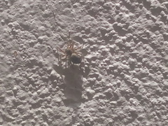 Mexigonus
