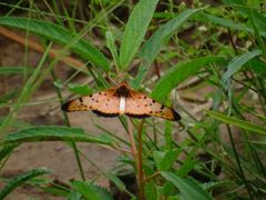 Acraea caecilia