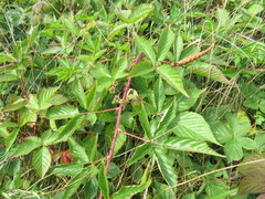 Rubus