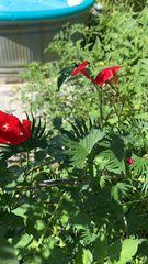 Ipomoea × multifida