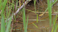 Pelophylax porosus