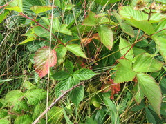 Rubus