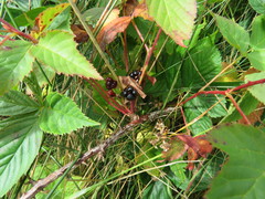 Rubus