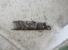 Laodamia faecella
