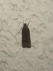 Helcystogramma triannulella