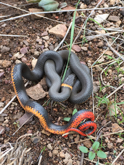 Diadophis punctatus regalis