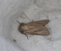 Denticucullus pygmina