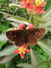 Piruna brunnea