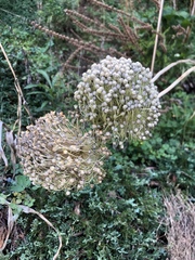 Allium