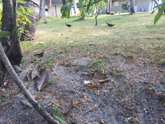 Gallirallus philippensis sethsmithi