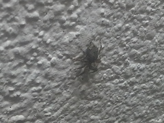 Mexigonus