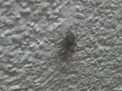 Mexigonus