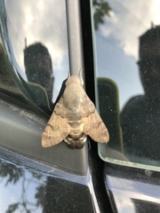 Macroglossum stellatarum