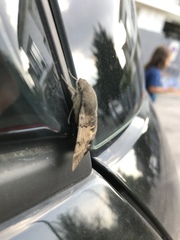 Macroglossum stellatarum