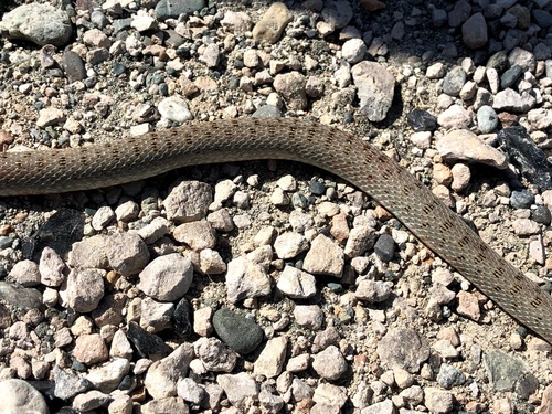 Photo of a Red-Bellied Racer (Dolichophis schmidti)