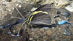 Pereute charops charops