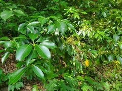 Trochodendron aralioides