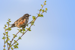 Turdus iliacus coburni