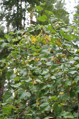 Tilia nasczokinii