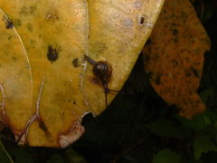 Euconulus