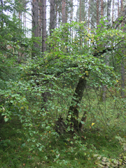 Tilia nasczokinii