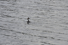 Podiceps cristatus