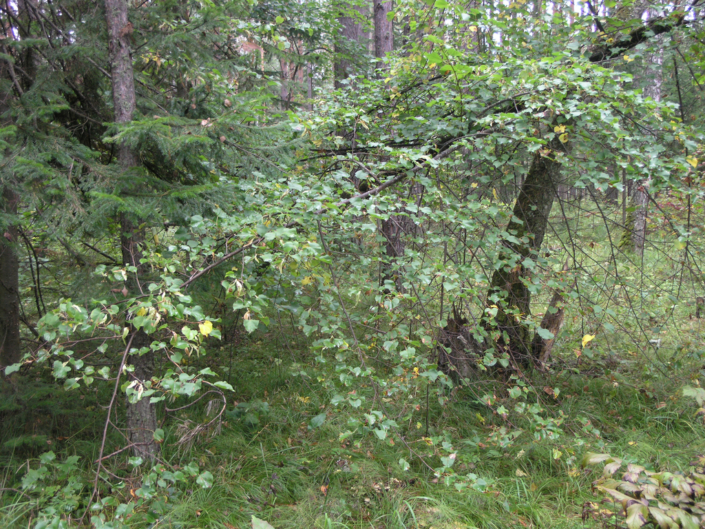 Nasczokin's lime