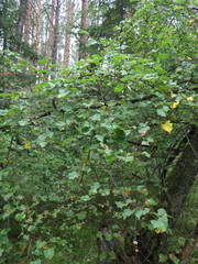 Tilia nasczokinii