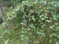 Tilia nasczokinii