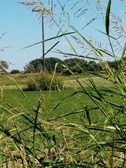 Ardea cinerea