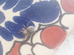 Mexigonus