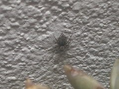 Mexigonus