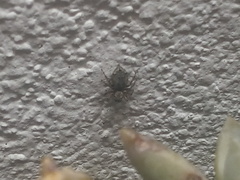 Mexigonus
