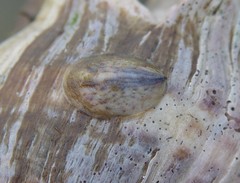 Crepidula fornicata image