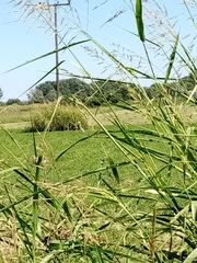 Ardea cinerea