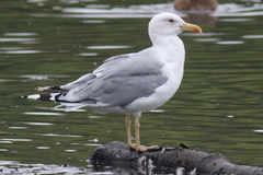 Larus cachinnans