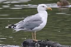 Larus cachinnans