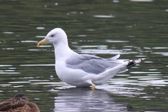 Larus cachinnans