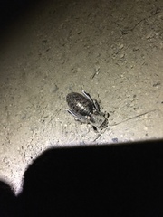 Cyphoderris
