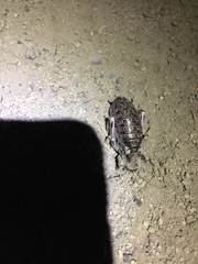Cyphoderris