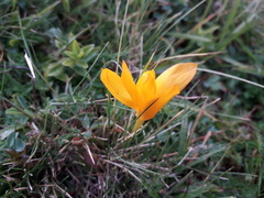 Crocus scharojanii