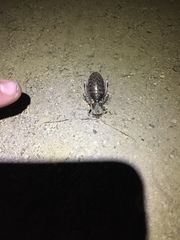 Cyphoderris