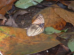 Adelpha melanthe